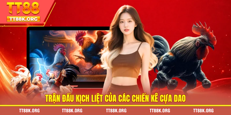 Trận đấu kịch liệt của các chiến kê cựa dao